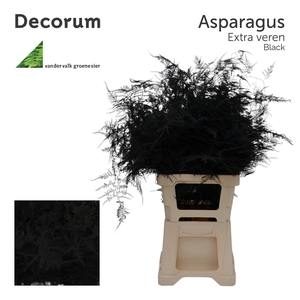 Asp extra veren Black