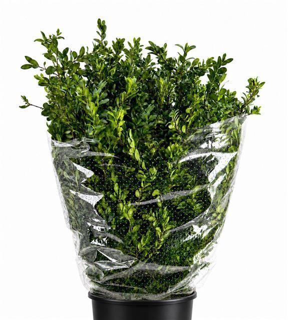 <h4>Buxus semp. .../bos</h4>