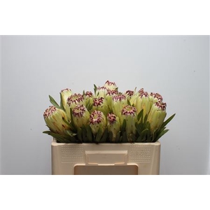 Protea Limelight