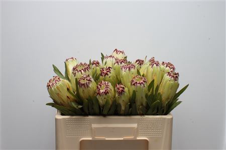 <h4>Protea Limelight</h4>