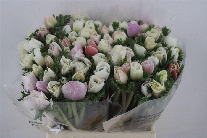 <h4>Anem Mistral White Salmon</h4>