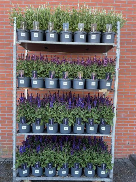 <h4>Salvia  'Fashionista'   ...</h4>