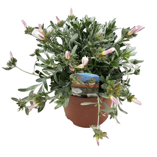 <h4>Convolvulus cneorum</h4>