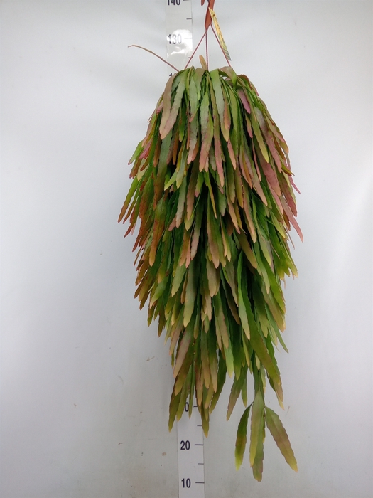 <h4>Pseudorhipsalis ramulosa</h4>