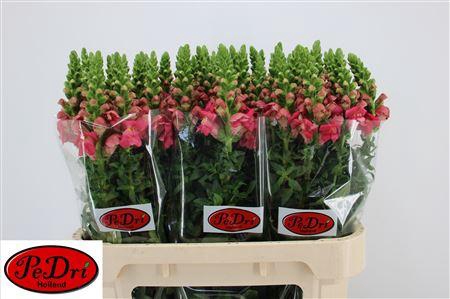 <h4>ANTIR POTO ROSE</h4>