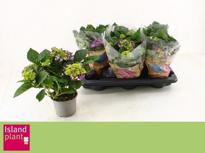 <h4>HYDR M NINGBO</h4>