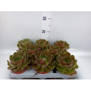 Aeonium arboreum 'Velours'
