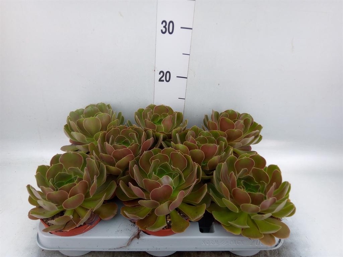 <h4>Aeonium arboreum 'Velours'</h4>