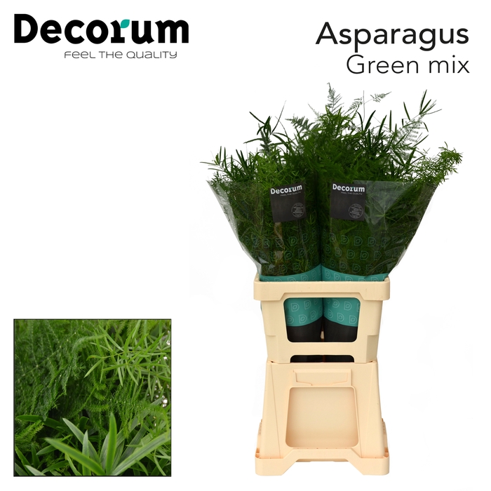 <h4>ASP GREEN MIX 65cm box x50</h4>