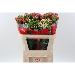 Hyp Rainbow Spray