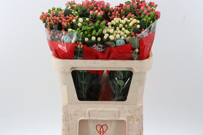 <h4>Hyp Rainb Rom Spray</h4>