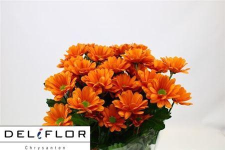 <h4>Chr T Kaya+</h4>