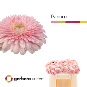 GE MB PANUCCI