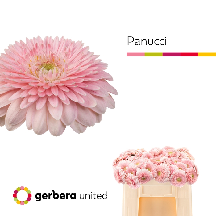 <h4>Germini Pomponi Panucci</h4>