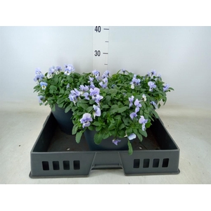 Viola corn. 'Evo Mini Marina'