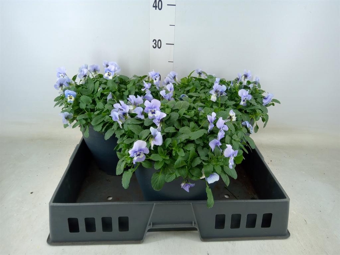 <h4>Viola corn. 'Evo Mini Marina'</h4>