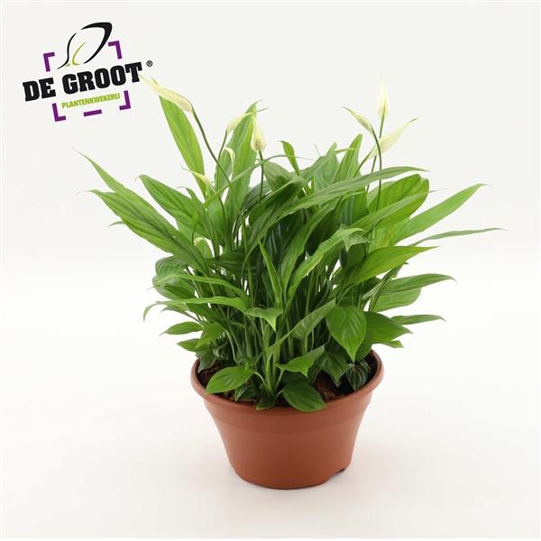 <h4>Spathiphyllum in kunststof schaal</h4>
