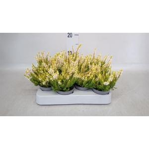 Calluna vulg. 'Beauty L'  ..mix