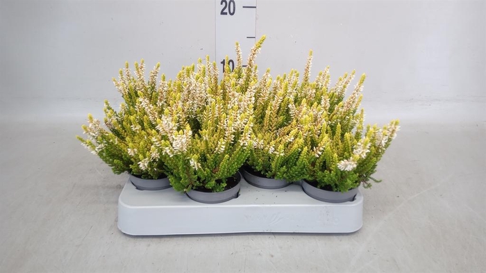 <h4>Calluna vulg. 'Beauty L'  ..mix</h4>