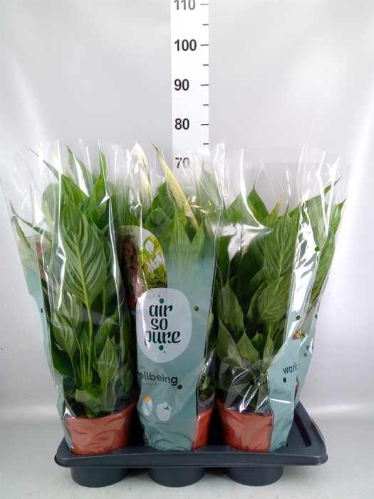 <h4>Spathiphyllum 'Vivaldi'</h4>