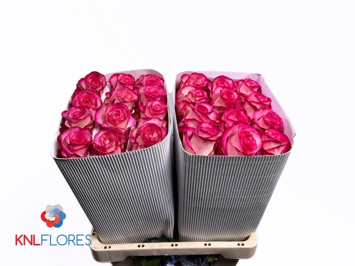 <h4>R GR CAROUSEL</h4>