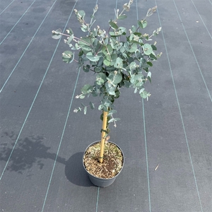 Eucalyptus gunnii 'Azura' ® C3