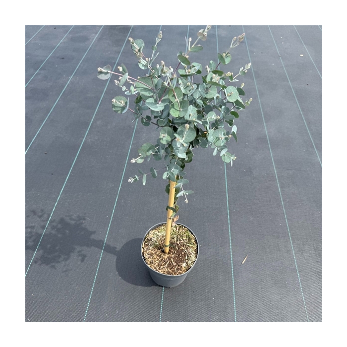 <h4>Eucalyptus gunnii 'Azura' ® C3</h4>