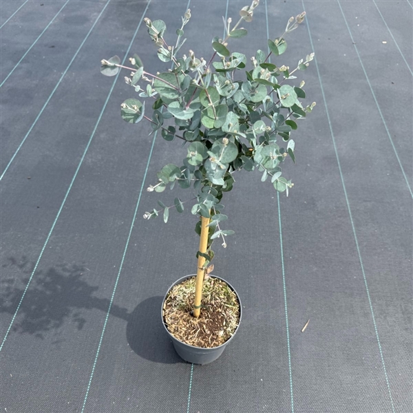 Eucalyptus gunnii 'Azura' ® C3
