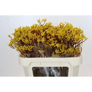 Anigozanthos Yellow Gem