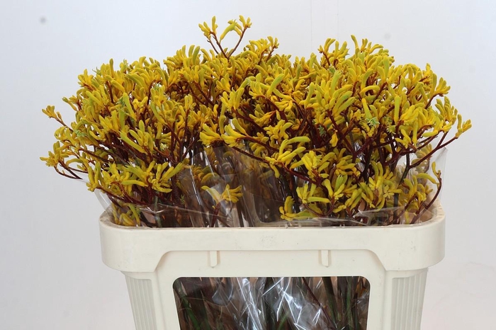 <h4>Anigozanthos Yellow Gem</h4>