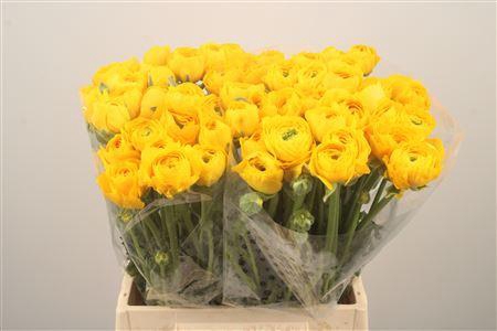 <h4>Ran El. Yellow Ex</h4>