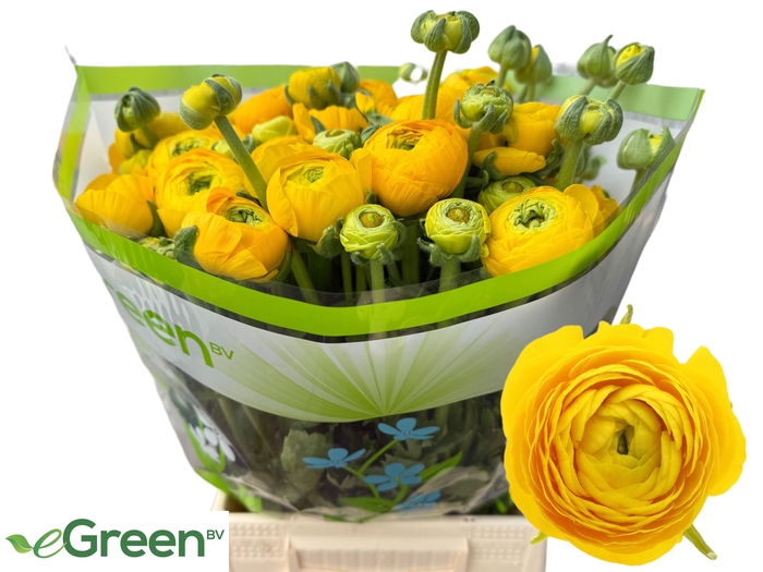 <h4>RANUNCULUS OV</h4>