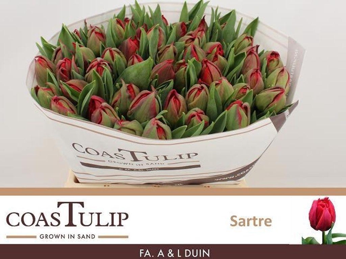 <h4>Tulipa do sartre</h4>