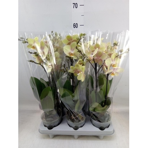 Phalaenopsis   ...yellow
