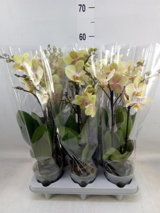 <h4>Phalaenopsis   ...yellow</h4>