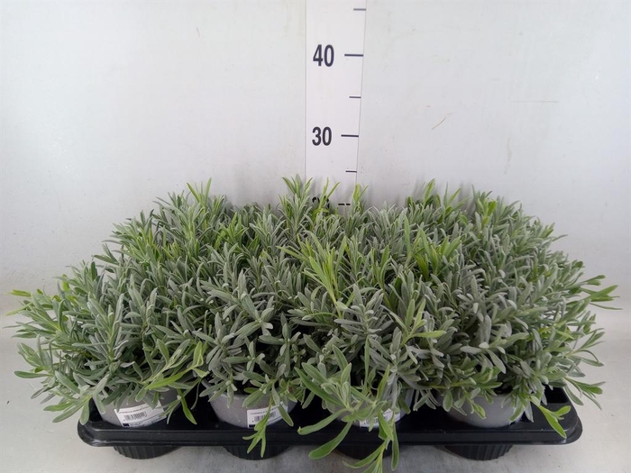<h4>Lavandula angus.</h4>
