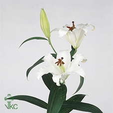 21617: Lovess arrangement