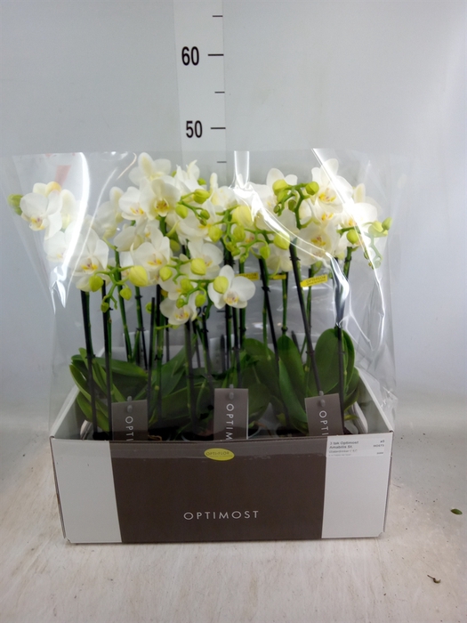 <h4>Phalaenopsis multi. 'Starrion'</h4>