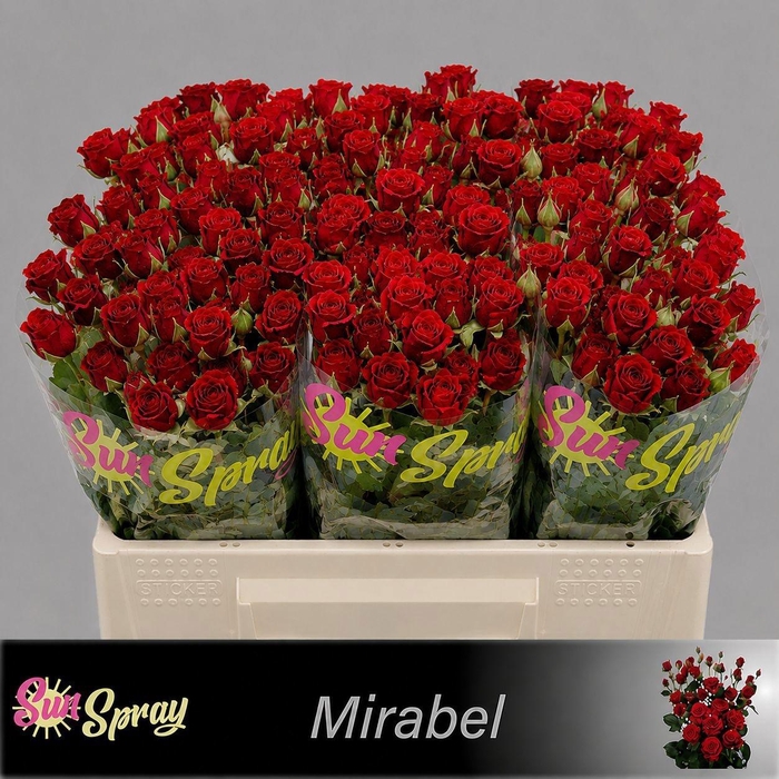 <h4>R TR MIRABEL</h4>