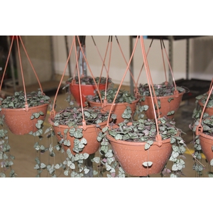 CEROPEGIA WOODII C18