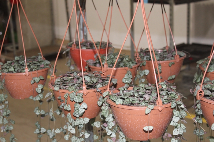 <h4>CEROPEGIA WOODII C18</h4>