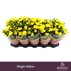 Chrysant Heat Yellow