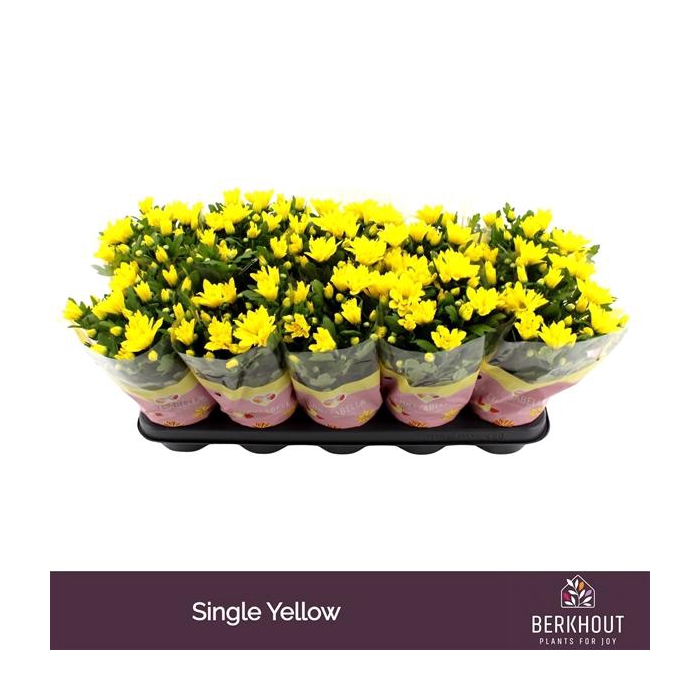 <h4>Chrysant Heat Yellow</h4>