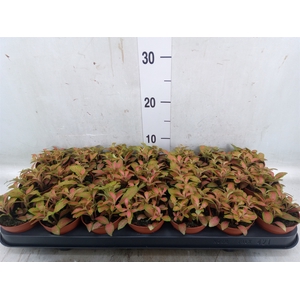 Fittonia  'Mosaic Skeleton'