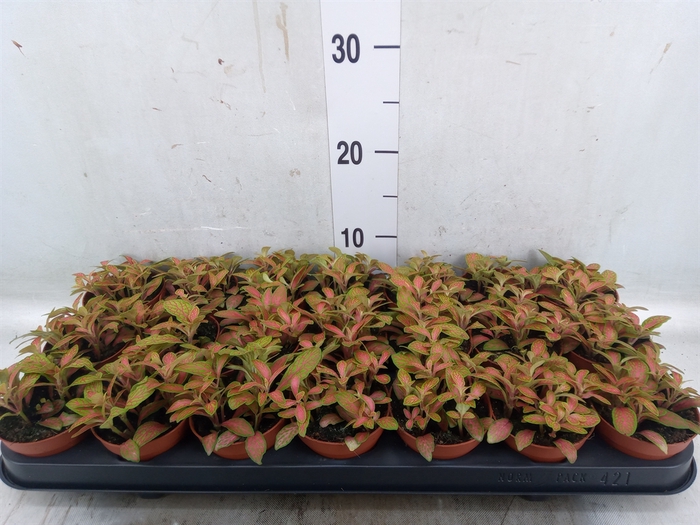 <h4>Fittonia  'Mosaic Skeleton'</h4>