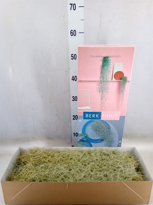 <h4>Tillandsia usneoides</h4>