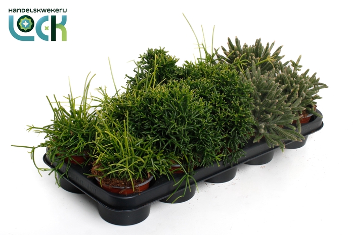 <h4>Rhipsalis Mix</h4>