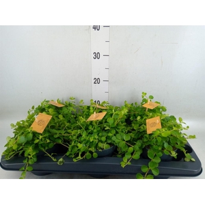 Peperomia rotundifolia