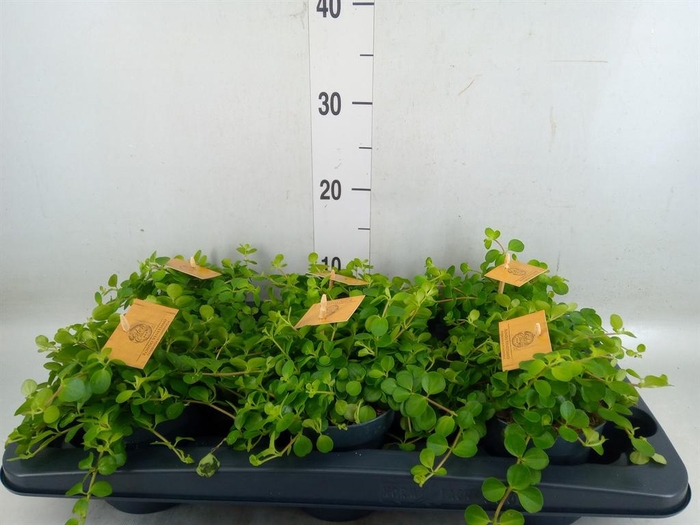 <h4>Peperomia rotundifolia</h4>