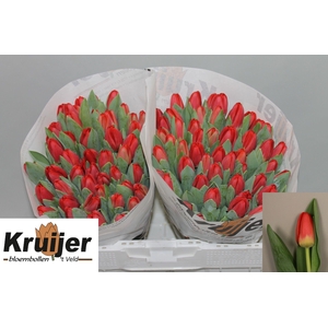 TU EN ANTARCTIC FIRE